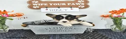 Welsh Corgi Pembroke dogs for sale: Rosey - Ad 1