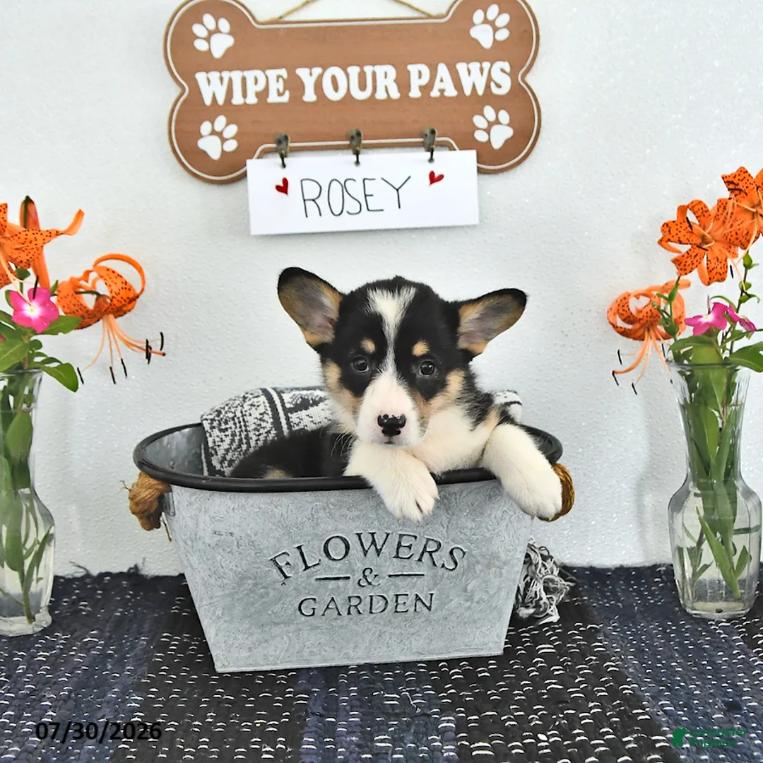 Welsh Corgi Pembroke dogs for sale: Rosey - Ad 1