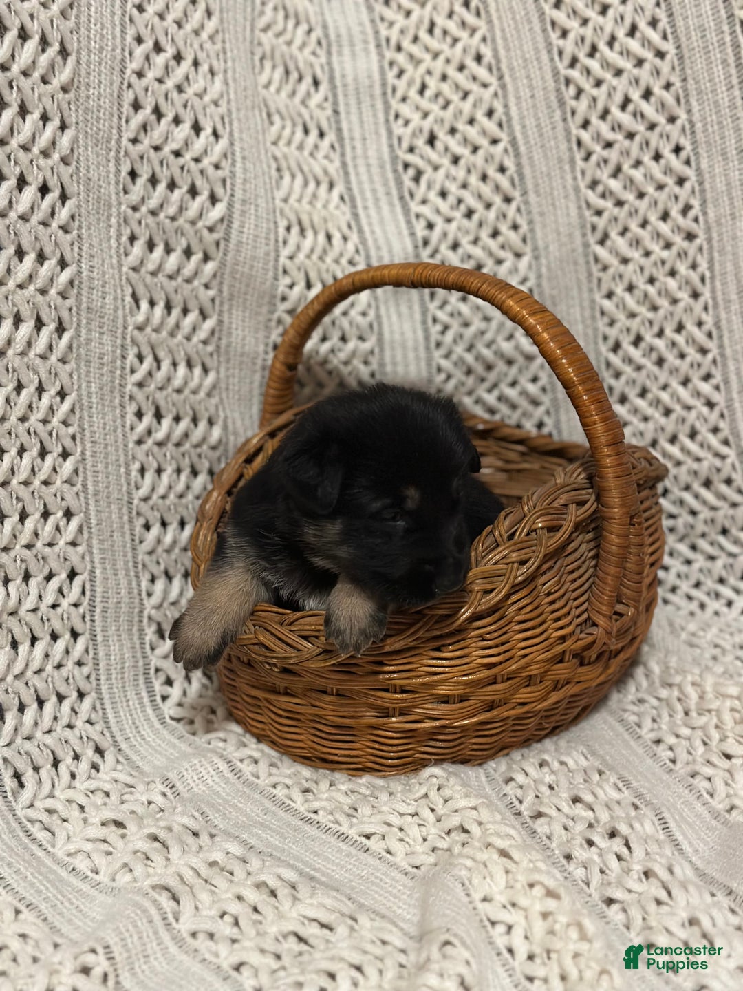 German Shepherd dogs for sale: River - Ad 11