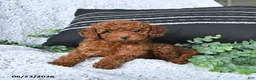 Toy Poodle dogs for sale: Jordan - Ad 2