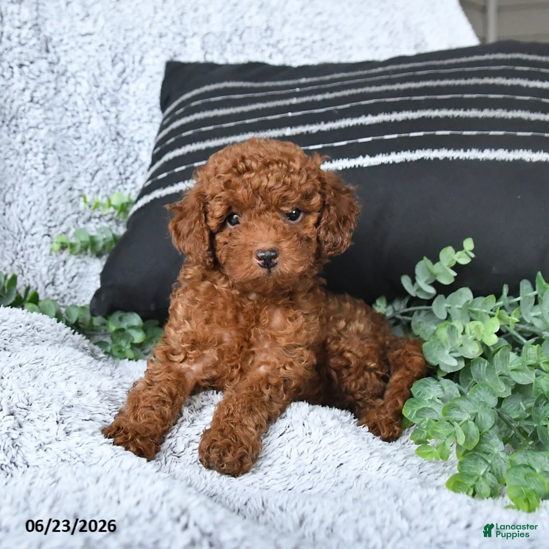 Toy Poodle dogs for sale: Jordan - Ad 2