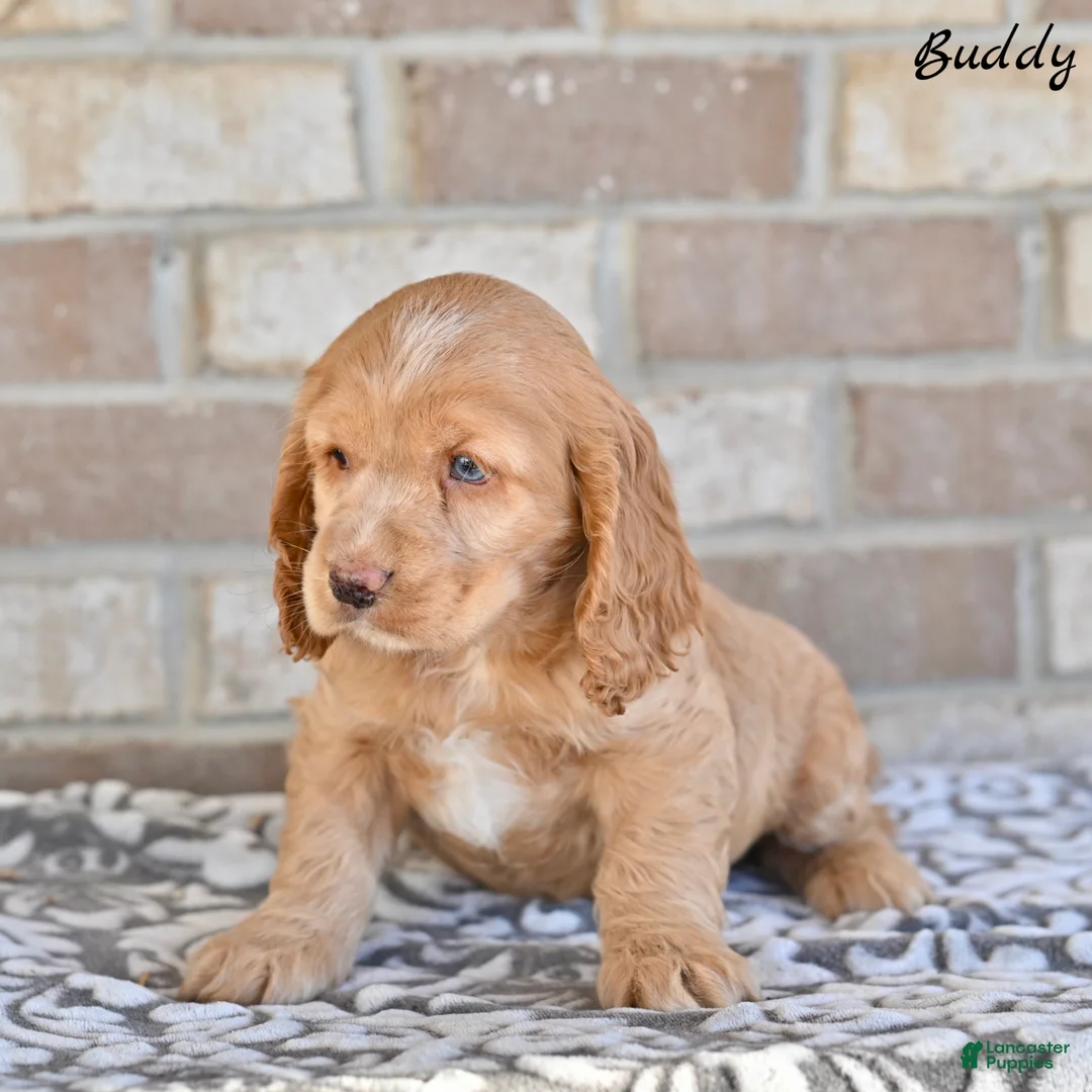 Cocker Spaniel dogs for sale: Buddy - Ad 2