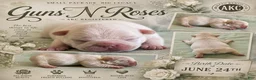 French Bulldog dogs for sale: Guns N Roses - Ad 1