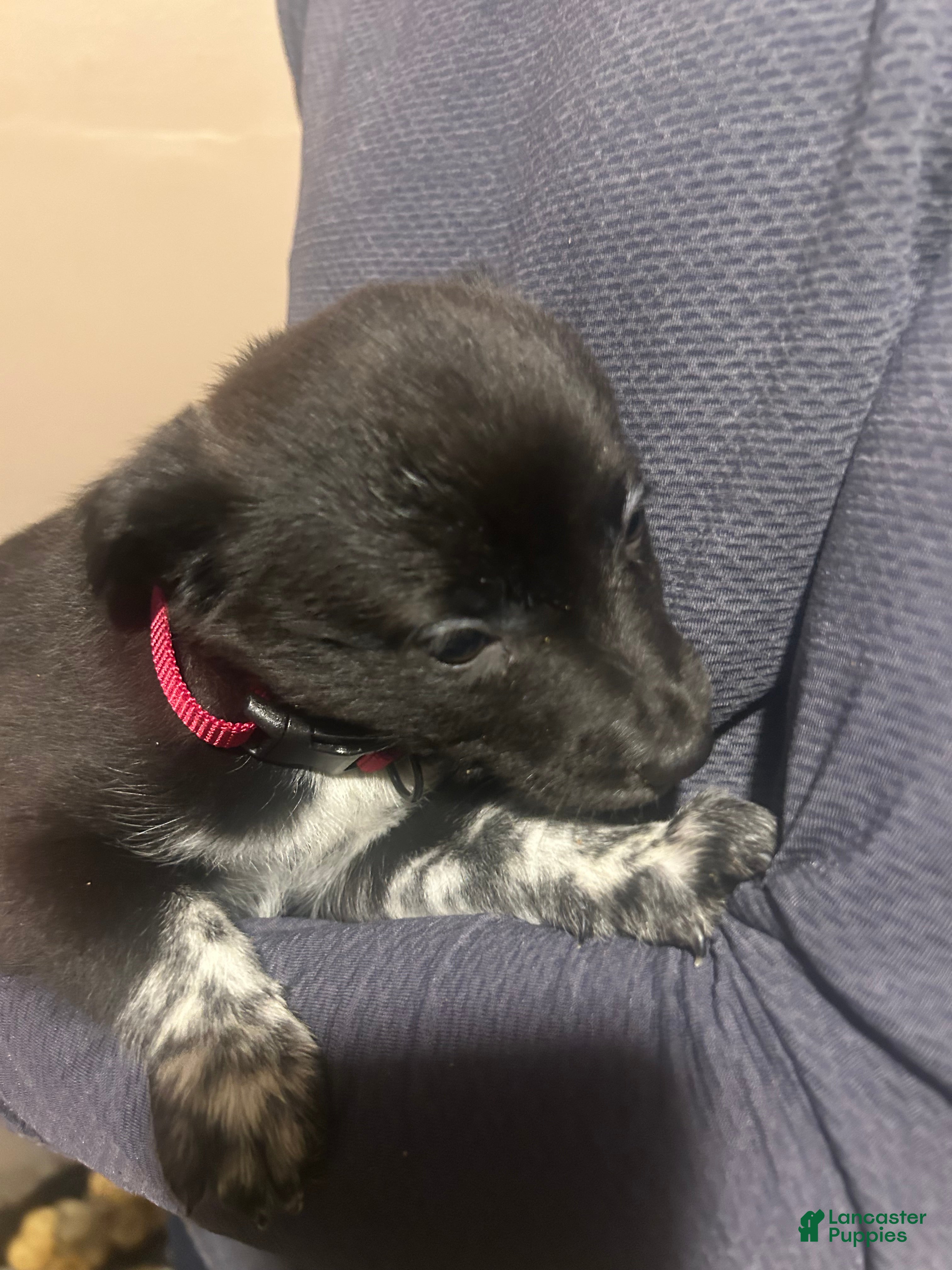 Mixed Breed dogs Jade - Ad 21