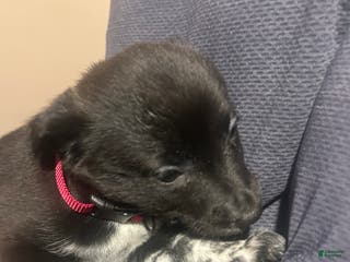 Mixed Breed dogs Jade - Ad 21