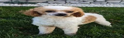 Havapoo dogs for sale: Button F-1B - Ad 9