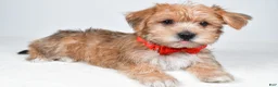 Morkie dogs for sale: Gary - Ad 7