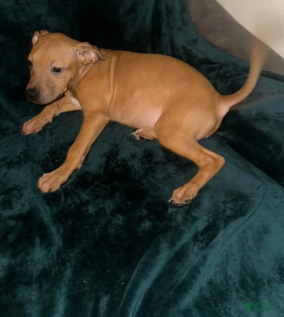 American Staffordshire Terrier dogs for sale: American Staffordshire Terrier Puppy 3 - Ad 1