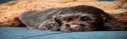 Cocker Spaniel dogs for sale: Brownie - Ad 3