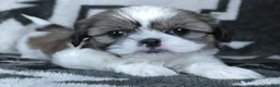 Shih Tzu dogs for sale: Alex - Ad 4