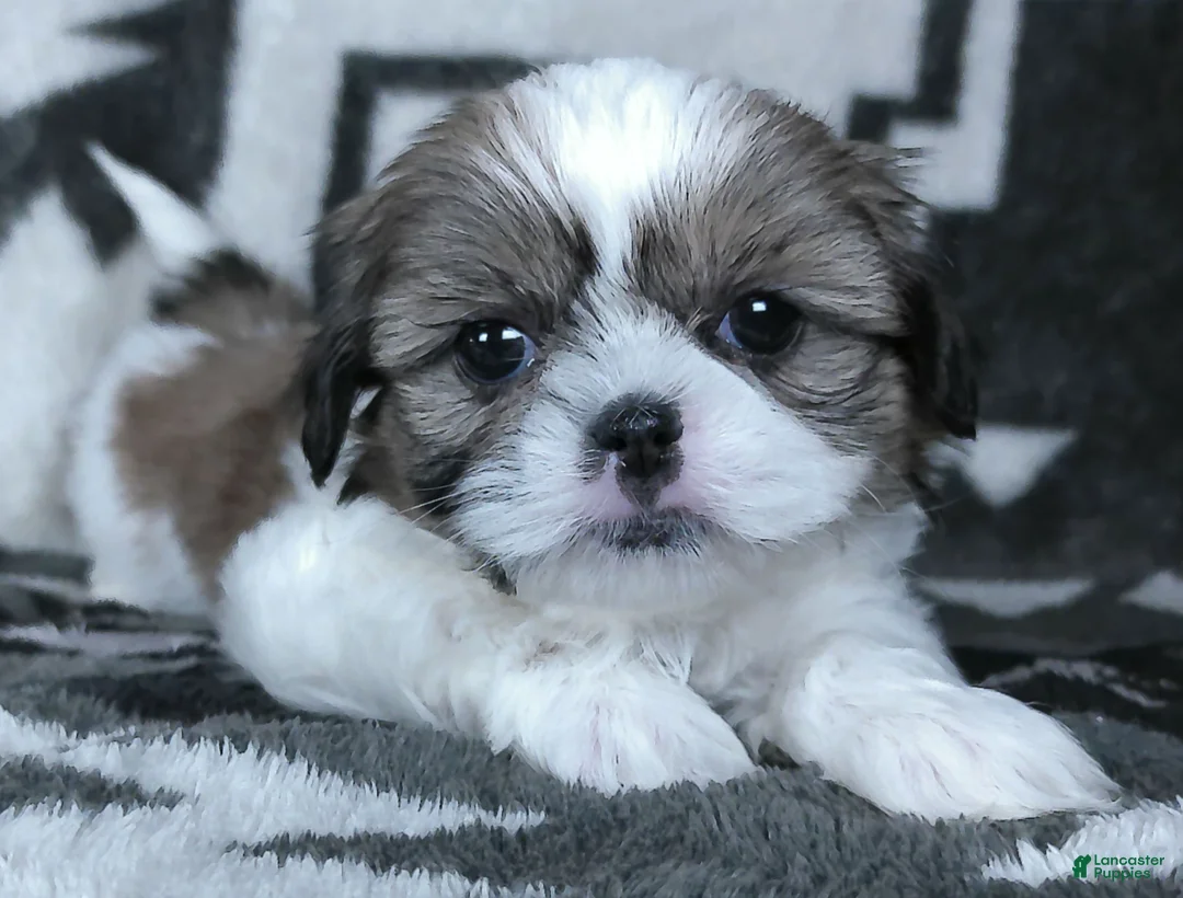 Shih Tzu dogs for sale: Alex - Ad 4