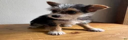 Chorkie dogs for sale: Sable  - Ad 5