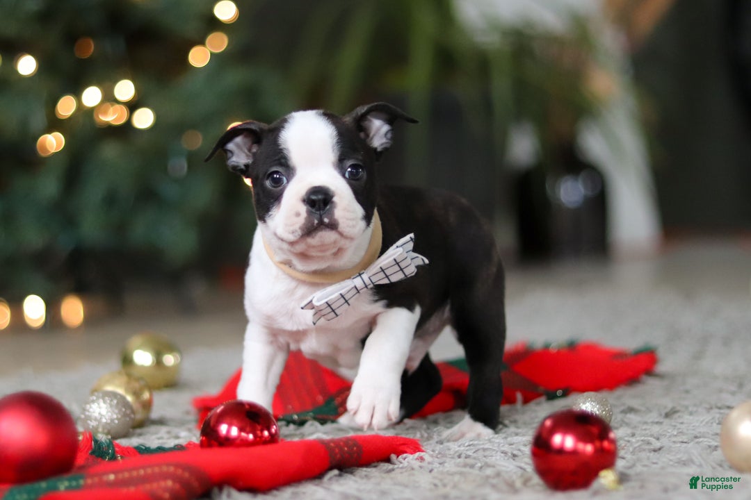 Boston Terrier dogs for sale: Max - Ad 2