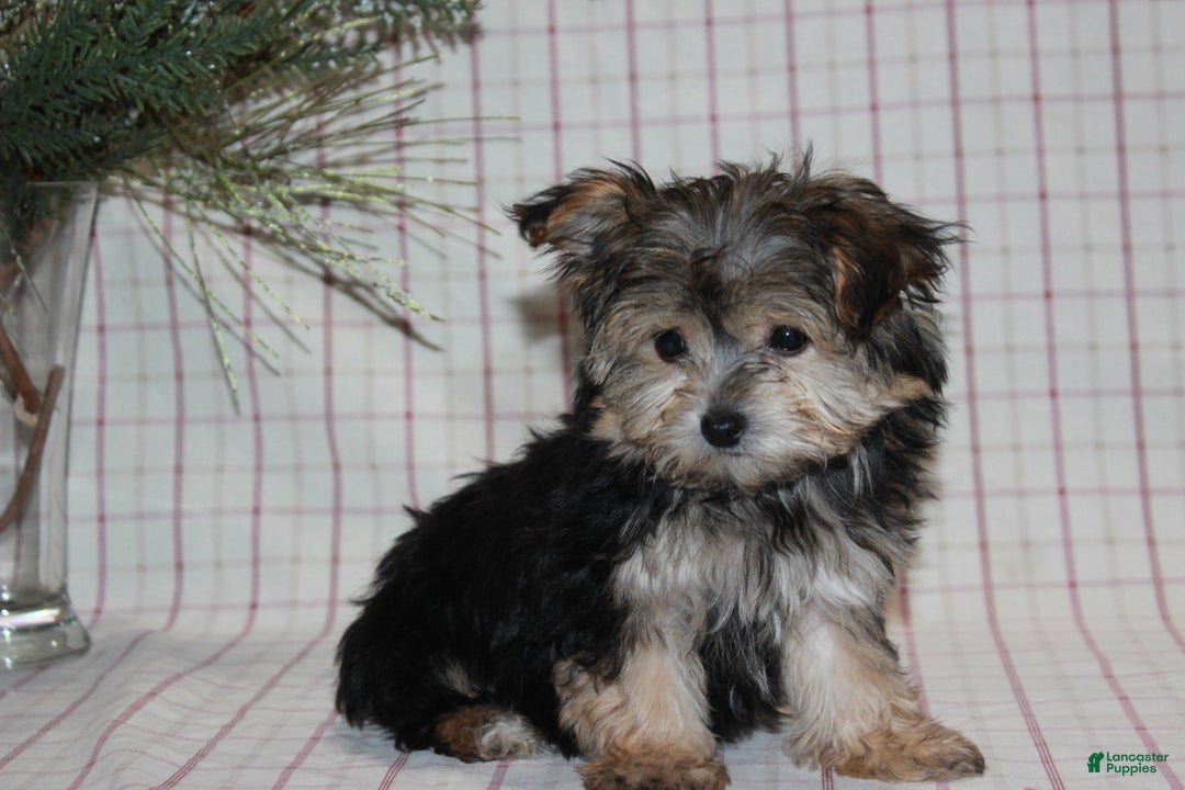 Yochon dogs for sale: Poppy - Ad 3