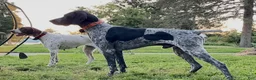 German Shorthaired Pointer dogs for sale: Diesel - Ad 7
