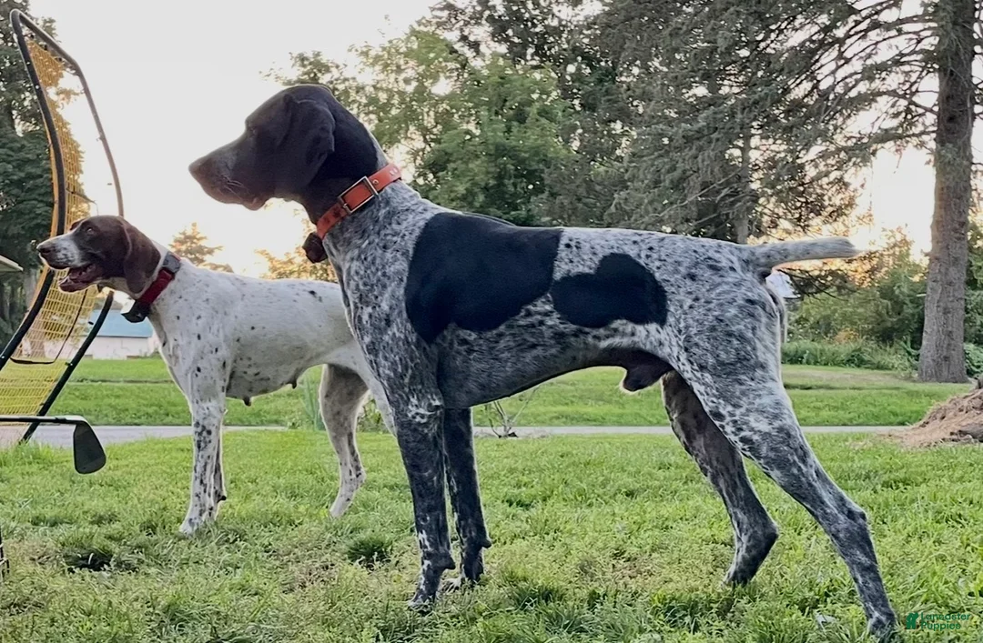 German Shorthaired Pointer dogs for sale: Diesel - Ad 7