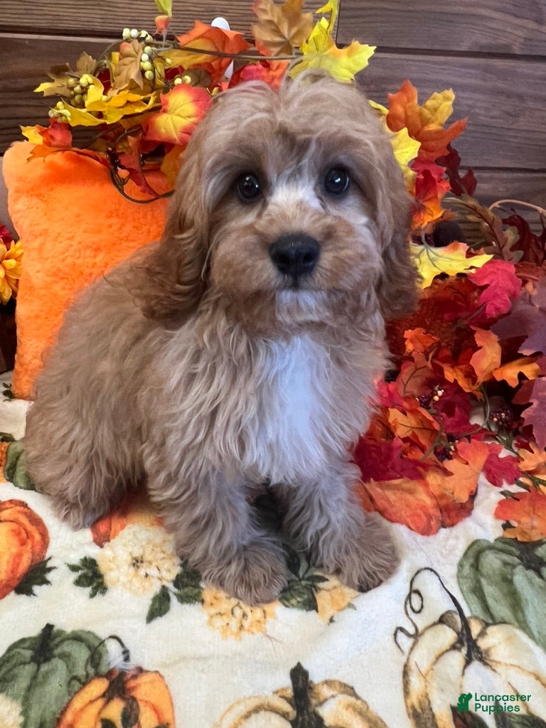 Cavapoo dogs Ross - Ad 25