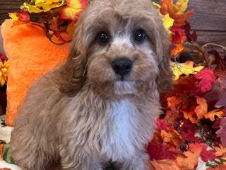 Cavapoo dogs Ross - Ad 22