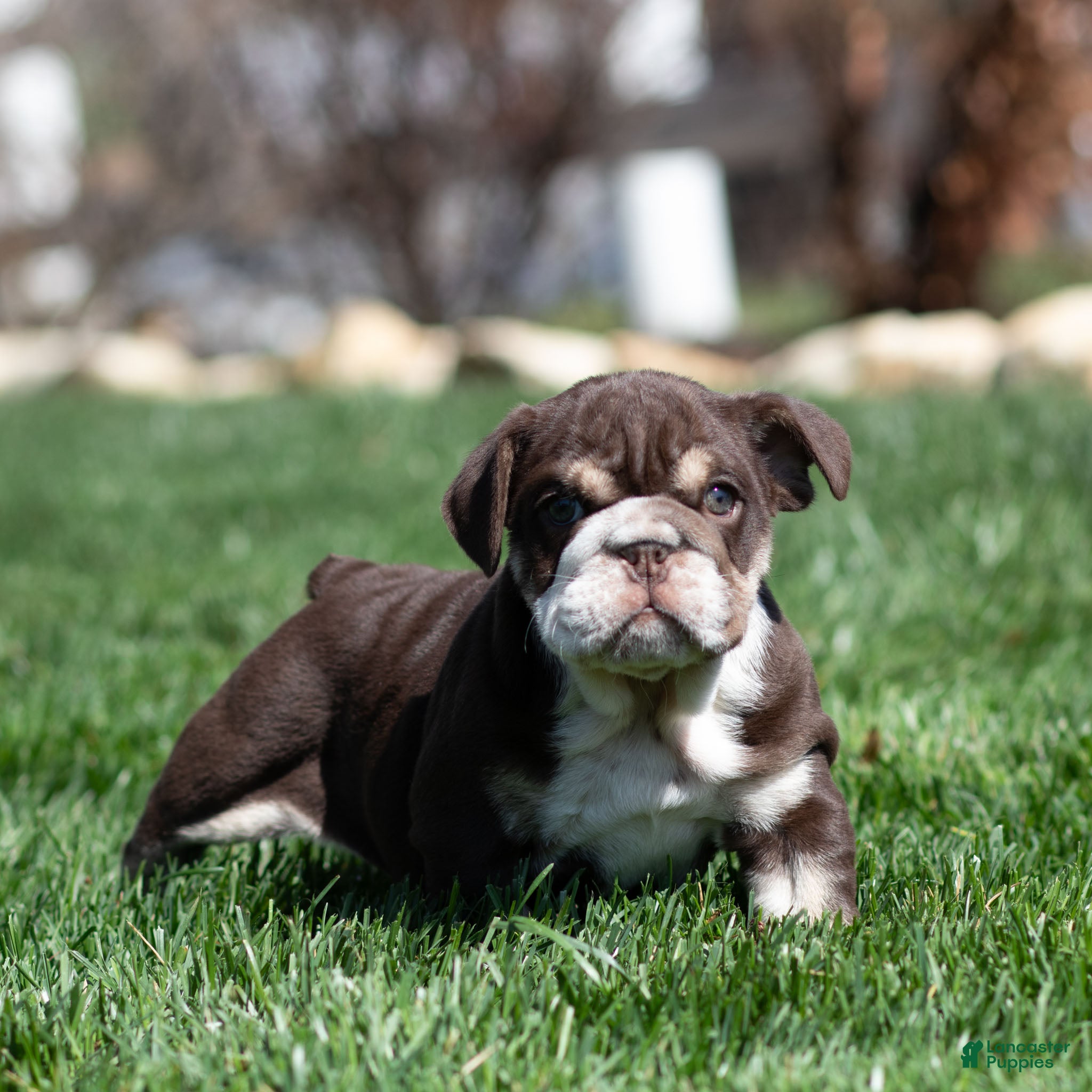 English Bulldog dogs Hershey Drift English Bulldog Puppy  - Ad 1