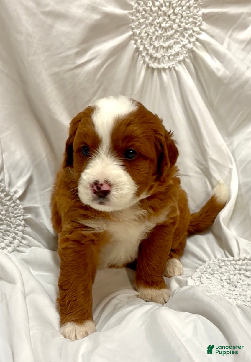 Mini Bernedoodle dogs for sale:  Mocha - Ad 2
