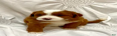  Mocha