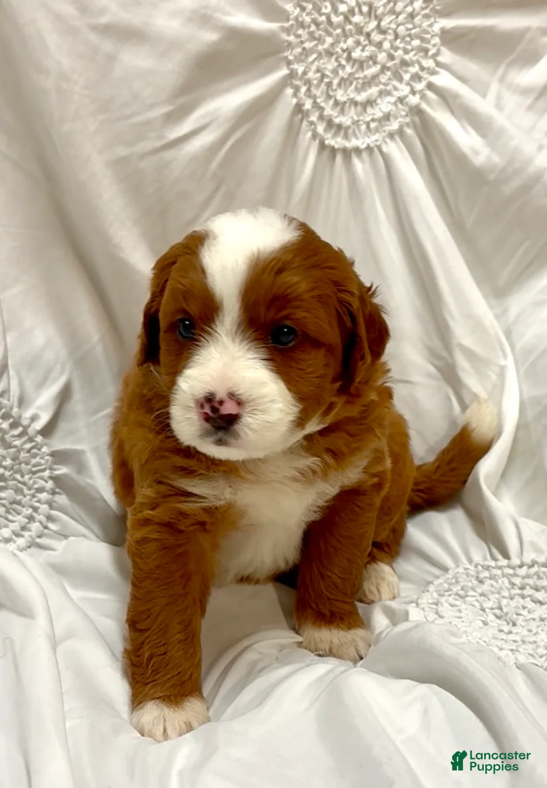 Mini Bernedoodle dogs for sale:  Mocha - Ad 1