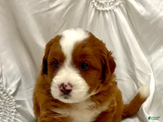 Mini Bernedoodle dogs Mocha - Ad 21