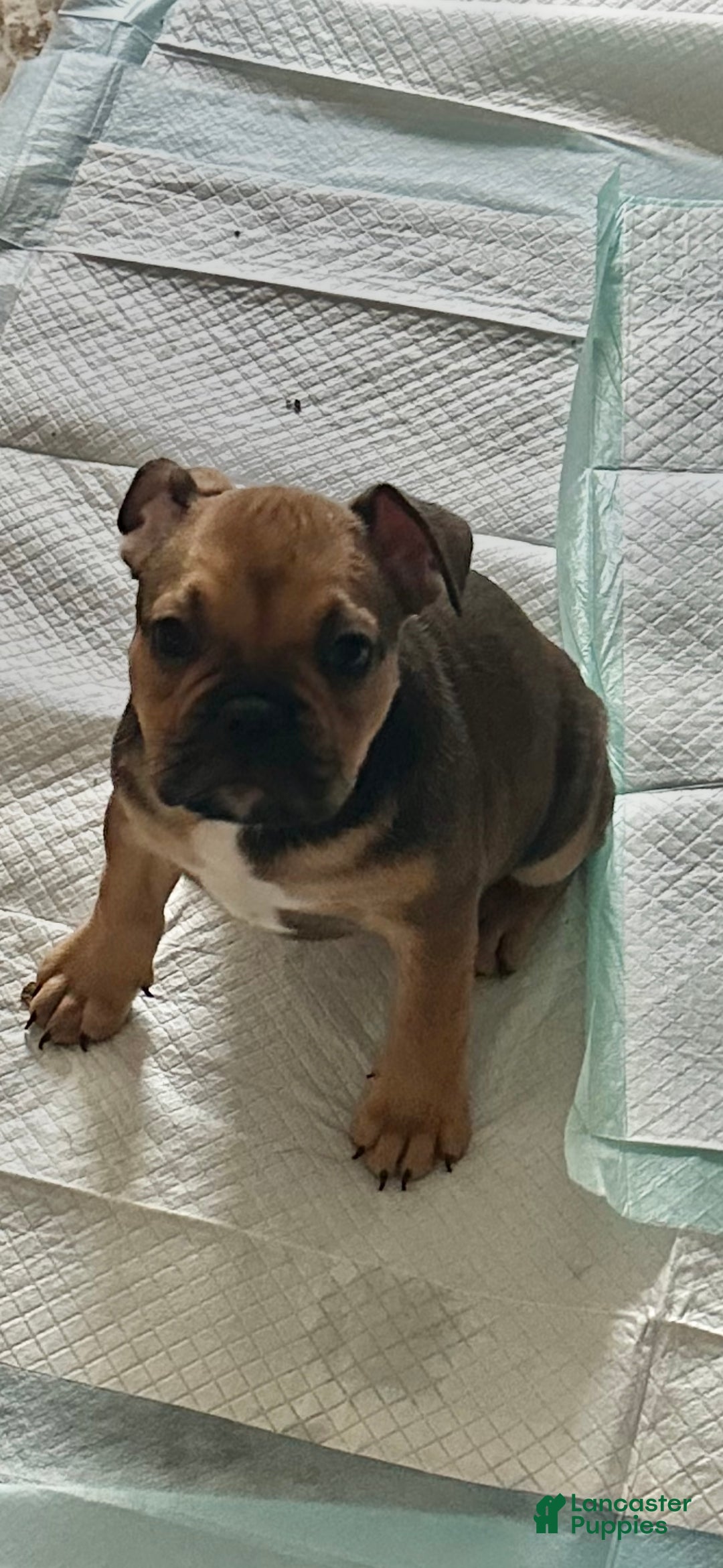 Mixed Breed dogs for sale: Mixed Breed Puppy 2 - Ad 1