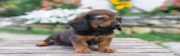 Miniature Dachshund dogs for sale: Gus - Ad 7