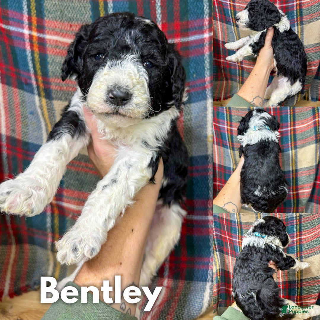 Mixed Breed dogs for sale: Bentley - Ad 1
