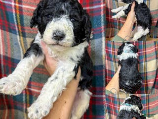 Mixed Breed dogs Bentley - Ad 8