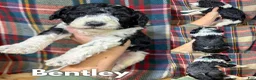 Saint Berdoodles dogs for sale: Bentley - Ad 4