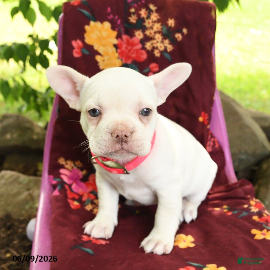 French Bulldog dogs Lulu - Ad 2
