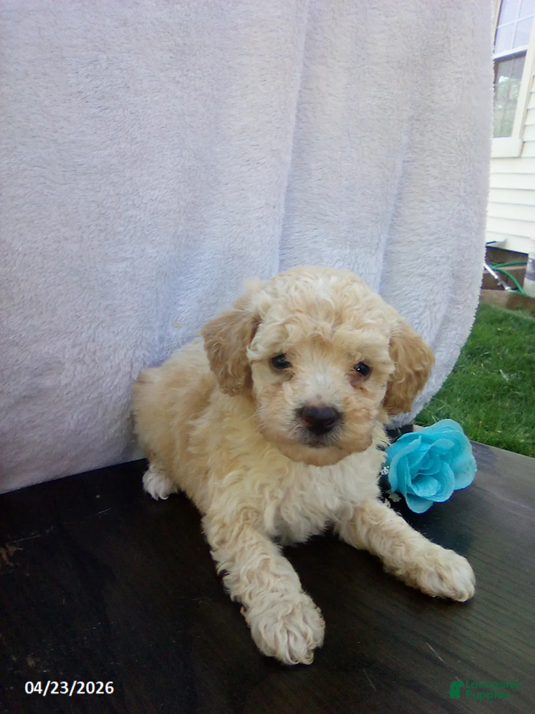 Toy Poodle dogs for sale: Emerson - Ad 1