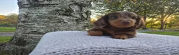Miniature Dachshund dogs for sale: Remy  - Ad 35