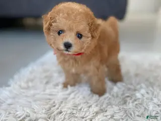Toy Poodle dogs Korela - Ad 16