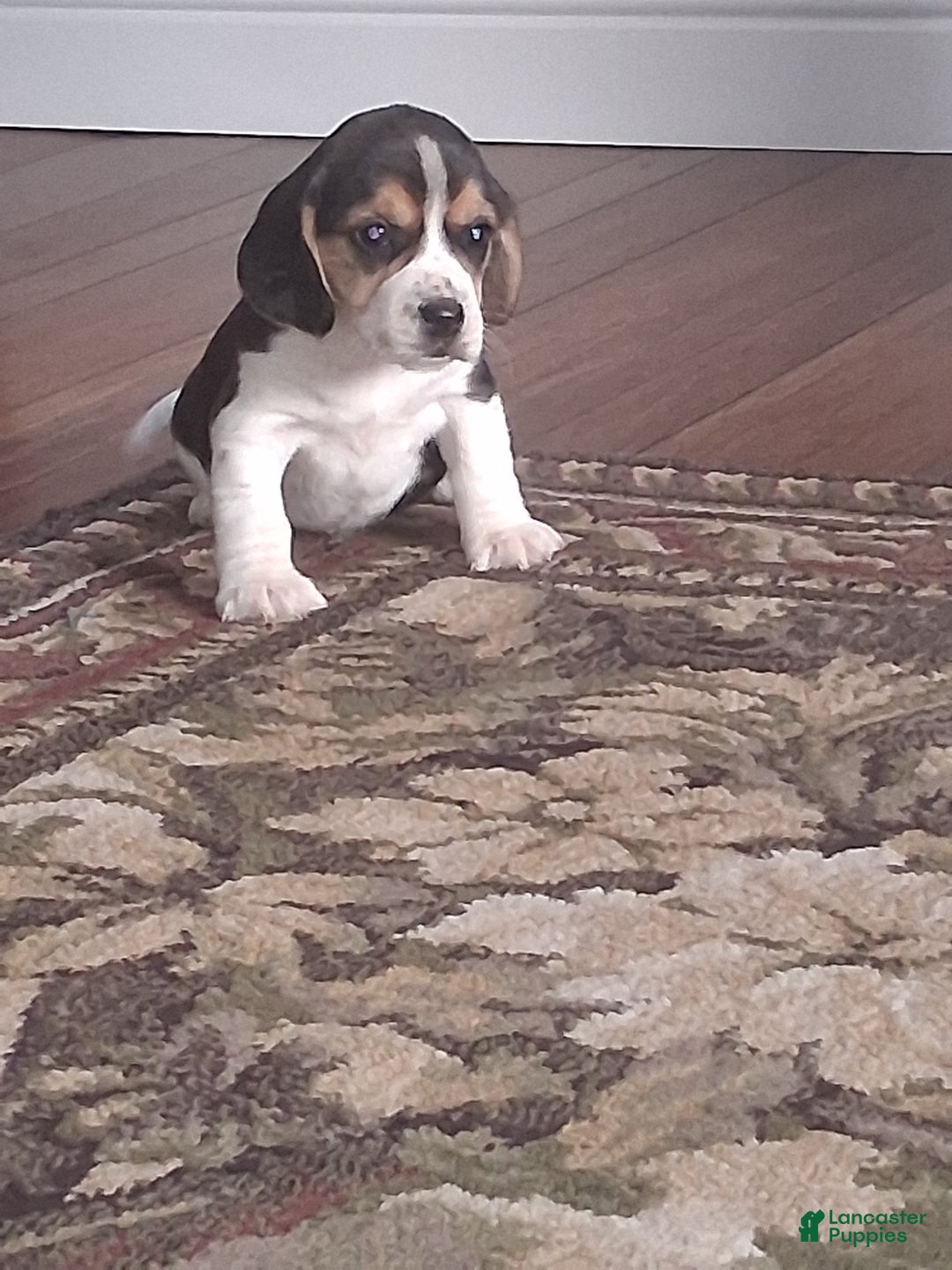 Beagle dogs for sale: Daisy  - Ad 3