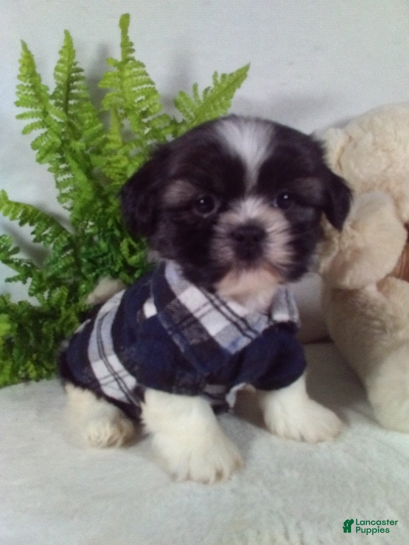 Shih Tzu dogs Bear - Ad 1