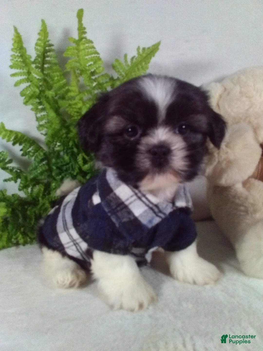 Shih Tzu dogs for sale: Bear - Ad 1