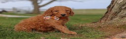 Goldendoodle dogs for sale: Fruitcake - Ad 4