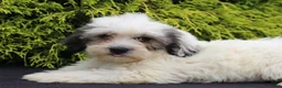 Teddy Bear dogs for sale: Kasper - Ad 4