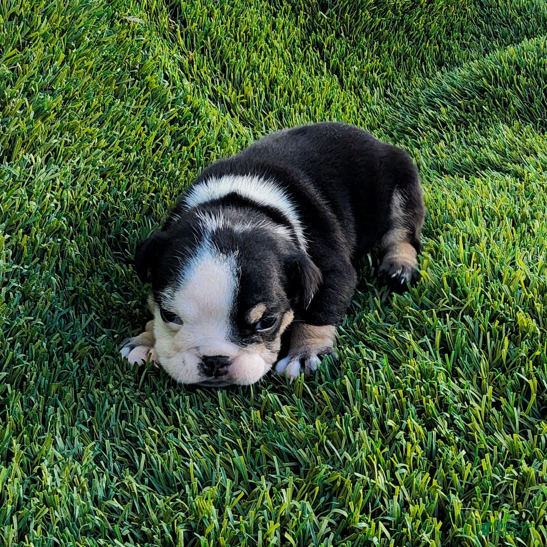 English Bulldog dogs for sale: Lesley - Ad 2
