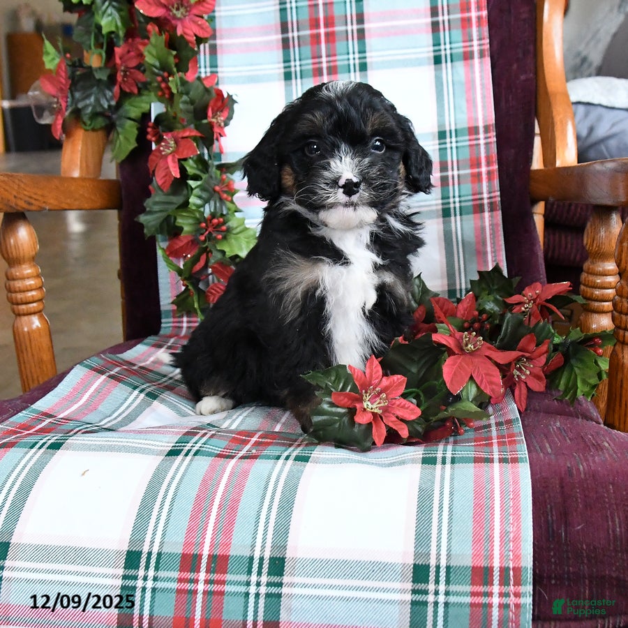 Bernedoodle dogs Charlotte - Ad 6