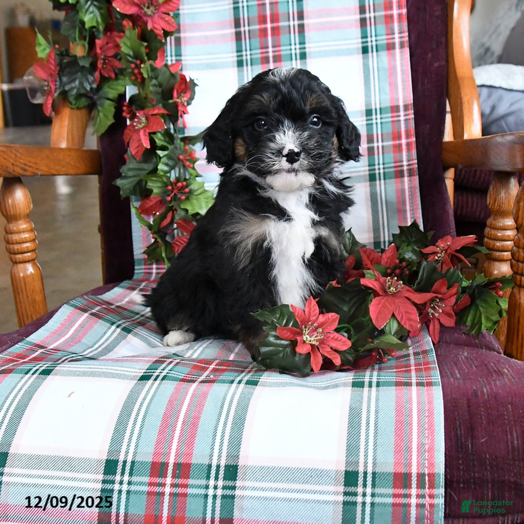 Bernedoodle dogs for sale: Charlotte - Ad 1