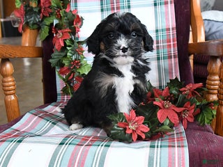 Bernedoodle dogs Charlotte - Ad 7