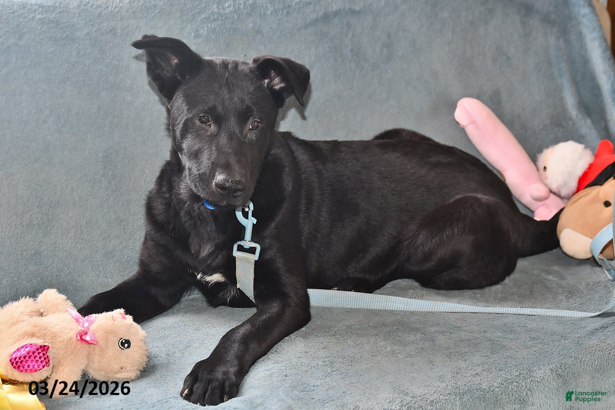 Belgian Malinois dogs Chase - Ad 1