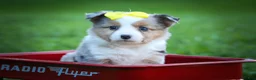 Mixed Breed dogs for sale: Gabby💕 - Ad 1