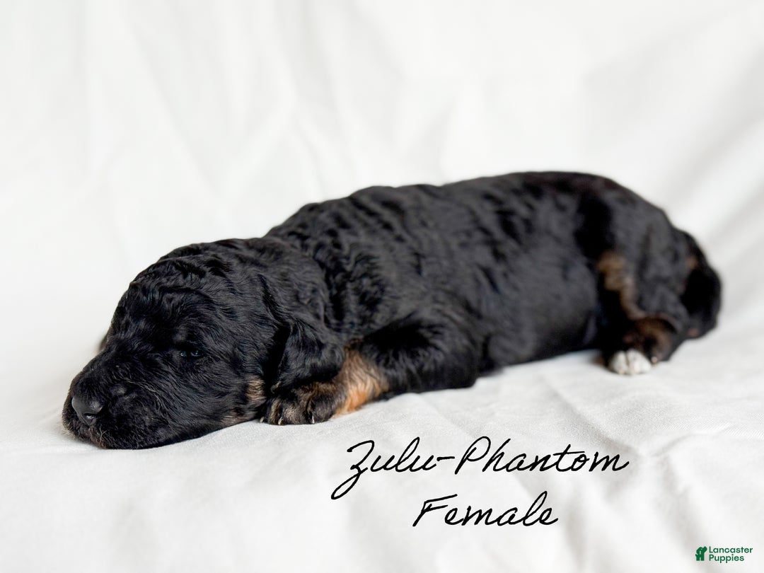 Standard Poodle dogs for sale: Zulu - Ad 3