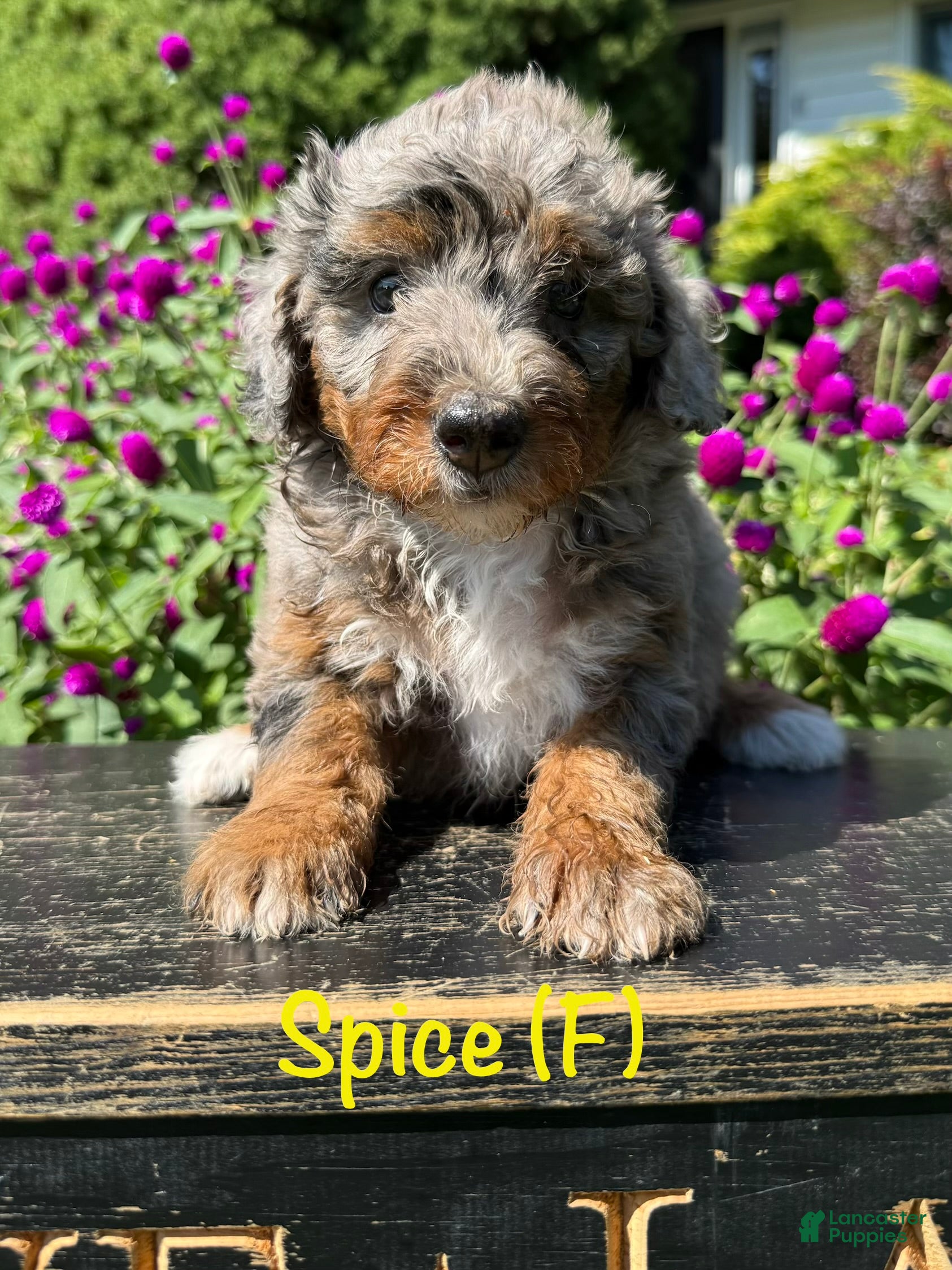 Bernedoodle dogs Spice - Ad 1