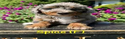 Bernedoodle dogs for sale: Spice - Ad 1